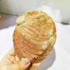 Natural New Zealand Abalone Seashell - Cocoa Yacht Club