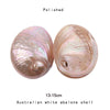 Natural New Zealand Abalone Seashell - Cocoa Yacht Club